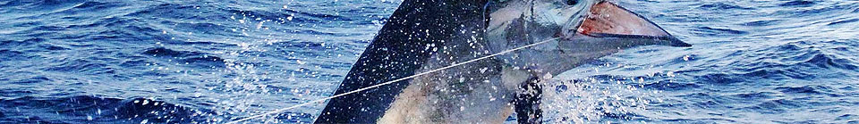 Bojenyns.com Bojenyns.com